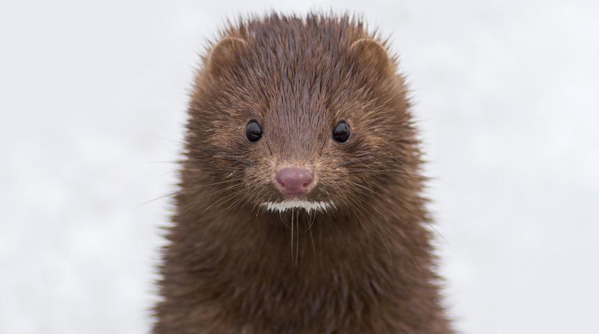 1,5 milyon vizon itlaf edildi; çiftlikleri kapatılıyor