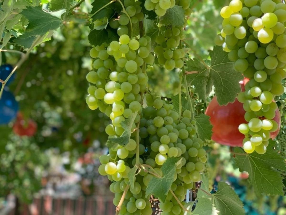 Margaz &Uuml;z&uuml;m&uuml;n&uuml;n hasadı başladı