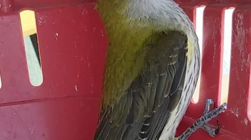 Suya düşen  sarı  asma kuşu  tekrar doğal ortamına bırakıldı