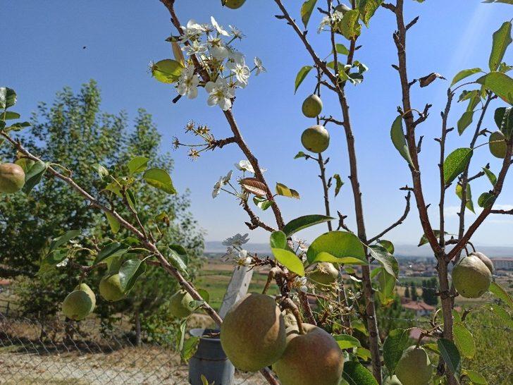 Şuhut’ta armut ağacı ağustos ayında çiçek açtı G2