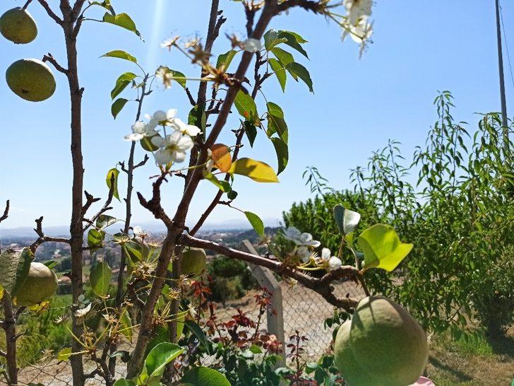 Şuhut’ta armut ağacı ağustos ayında çiçek açtı G3