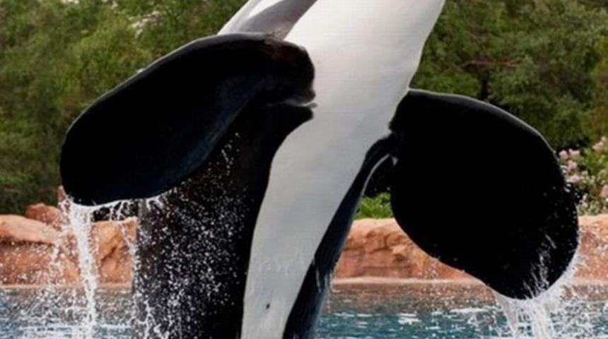 Tema parklarında ger&ccedil;ek yunus devri sona eriyor! İşte robot yunuslar 