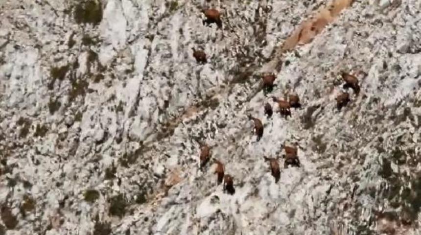 Yer: Tunceli! Şamualar (dağ keçileri) sürü halinde görüntülendi