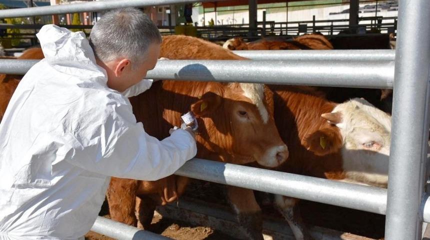 Manisa&rsquo;da şap aşılama kampanyası 1 Eyl&uuml;l&rsquo;de başlıyor