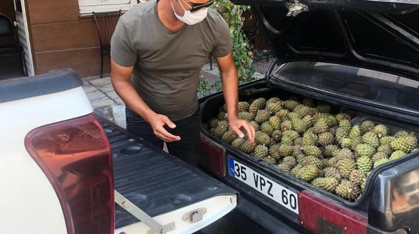 Manisa’da ağaçlara zarar veren şahıslar yakalandı