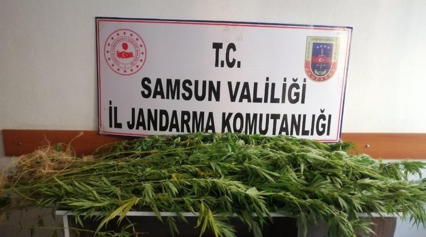 Jandarmadan kenevir operasyonu