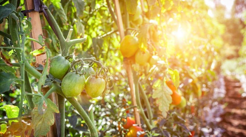 Misafirlerinizin hayran kalacağı pirin&ccedil;li yeşil domates yemeği tarifi!