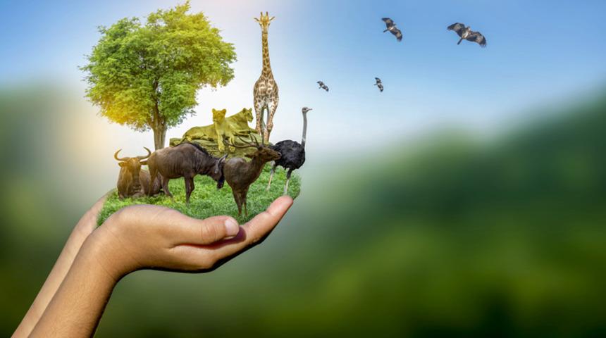 21 Eylül Dünya Barış Günü'nün hikayesi! 21 Eylül Dünya Barış Günü mesajları, şiirleri!