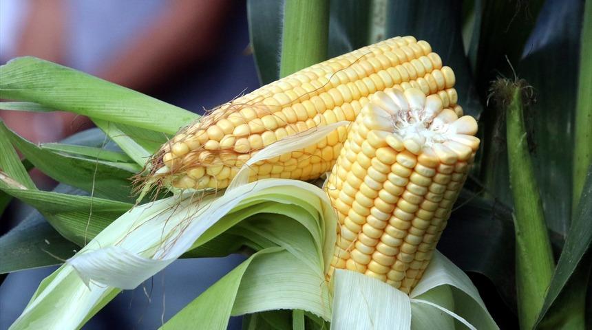 Takya'nın agası geliyor! 6 ton daha fazla verim sağlıyor