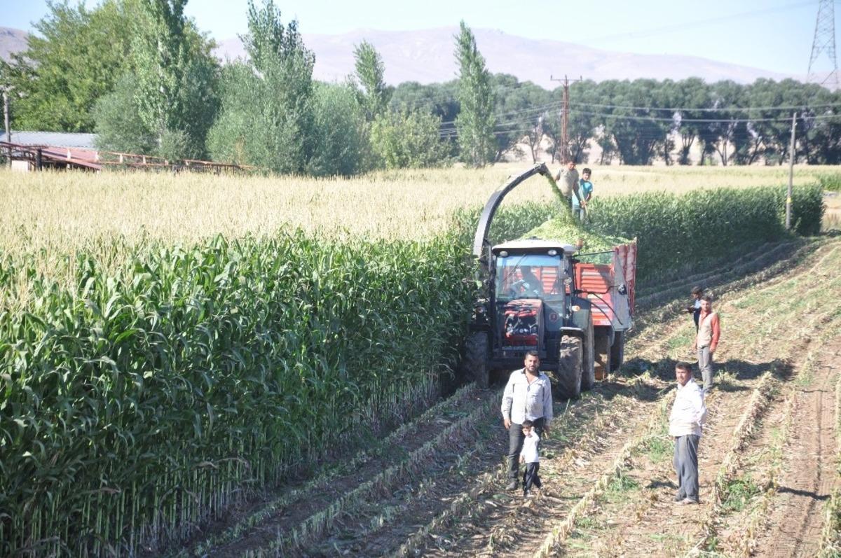 Silajlık mısır eken &ccedil;ift&ccedil;inin y&uuml;z&uuml; g&uuml;l&uuml;yor
