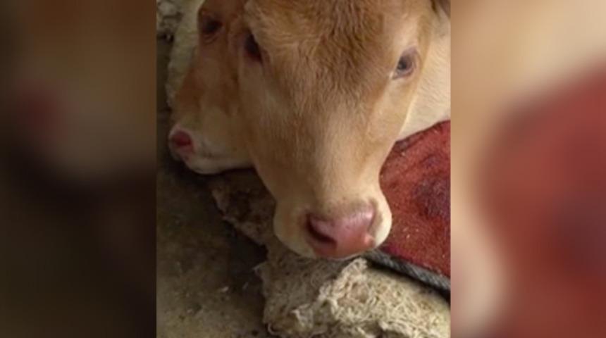 &Ccedil;ift başlı buzağıyı g&ouml;ren &ccedil;ift&ccedil;iler şoke oldu: Bu yaşıma kadar ilk kez...