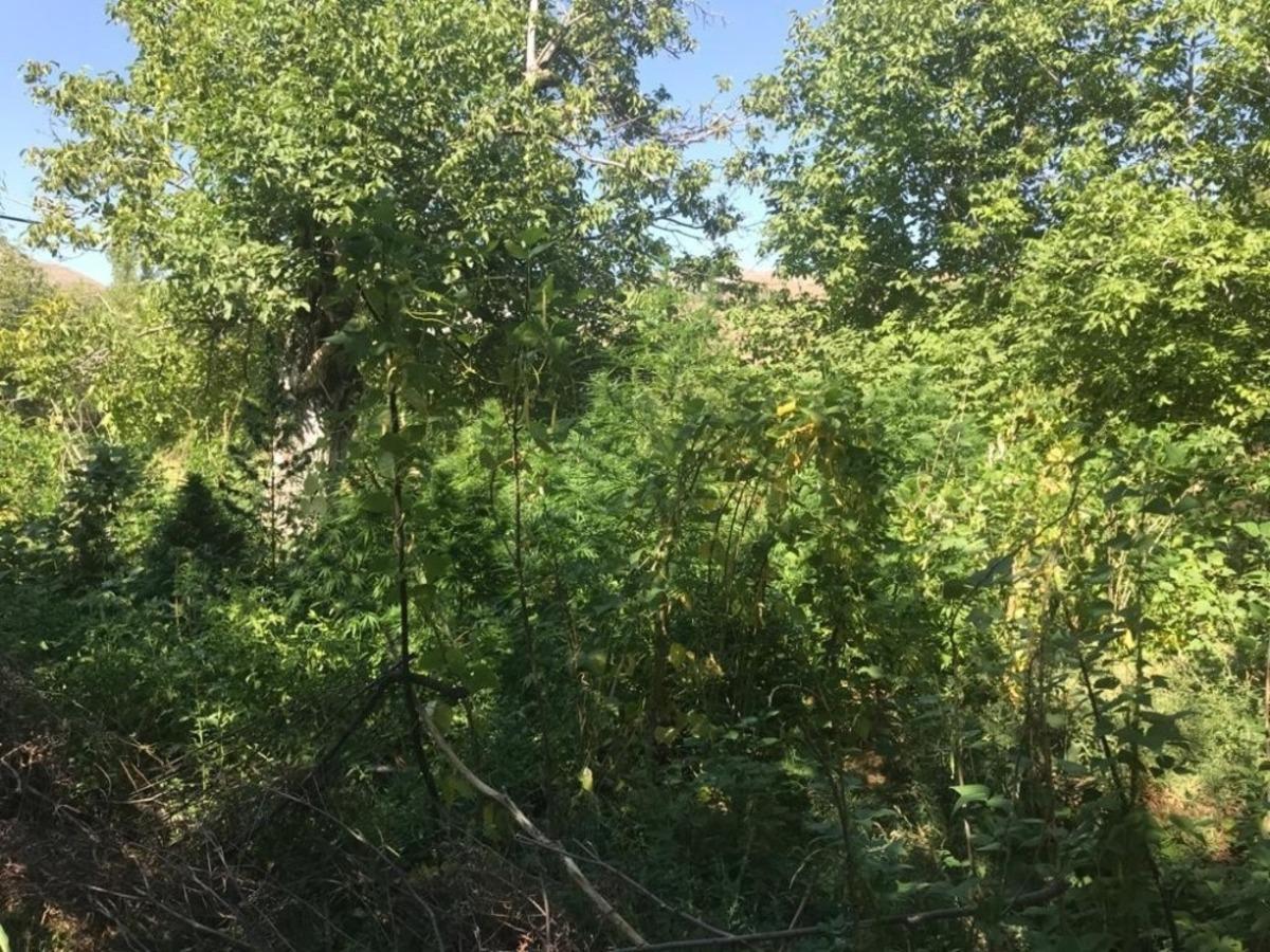 Ektiği hint kenevirlerini sularken su&ccedil; &uuml;st&uuml; yakalandı