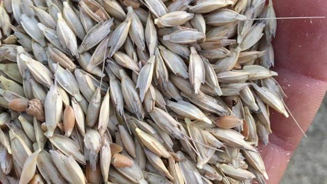 Çavdarhisar’da organik ata tohumu ’’Siyez buğdayı’’ ilk kez yetiştirildi