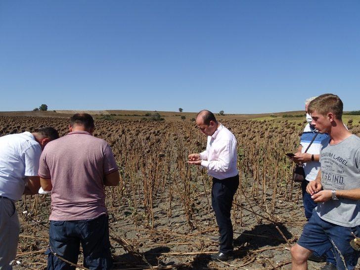 Ayçiçeğinde dane kaybı kontrolü G2