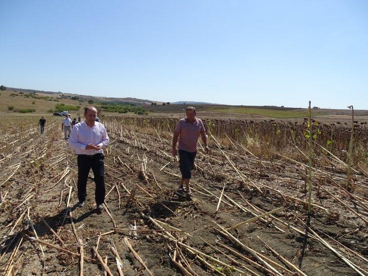 Ayçiçeğinde dane kaybı kontrolü G3