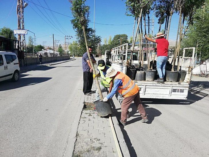 İpekyolu Belediyesinden ağaç dikimi G4