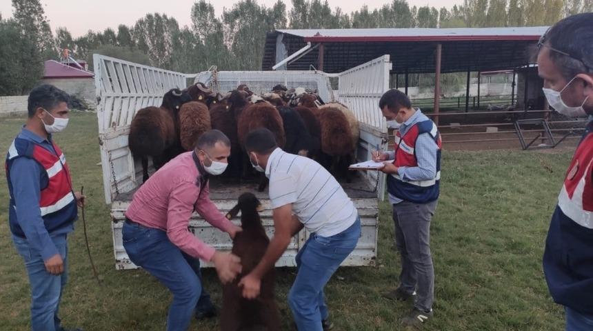 &Ccedil;aldıkları hayvanları akrabalarına değerinin altında sattılar