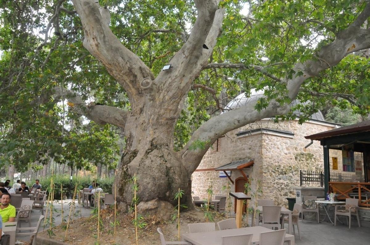 Akşehir&rsquo;deki tescilli anıt ağa&ccedil;ların tabelaları takıldı