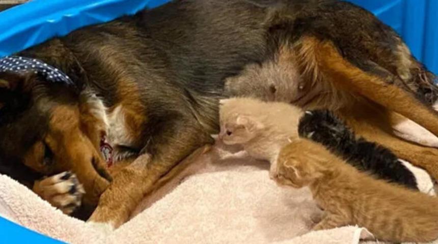 Annesiz kalan kedilere annelik yapan kurtarma k&ouml;peği