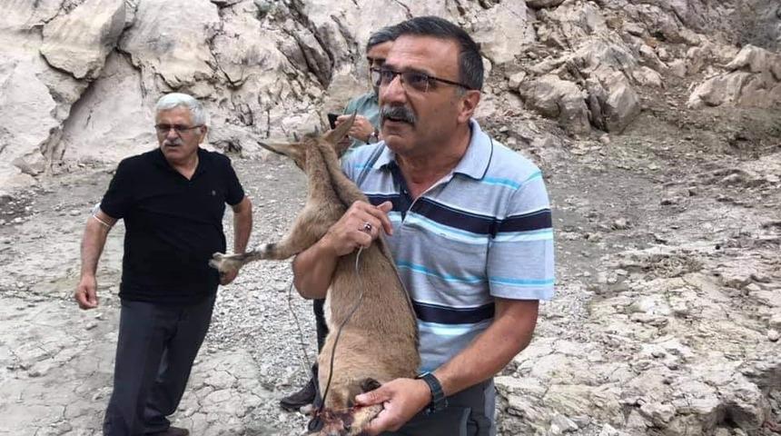 Ayağına tel takılan yavru bir dağ ke&ccedil;isine yardım eli