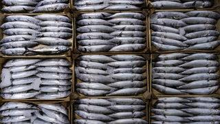 Palamut mezatta 10 liraya d&uuml;şt&uuml;