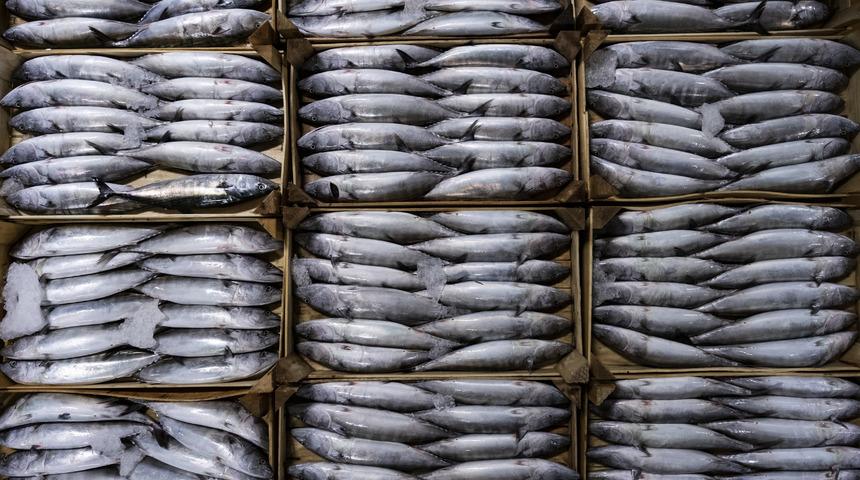 Balıkçıların gözdesi palamut mezatta 10 liradan alıcı buldu