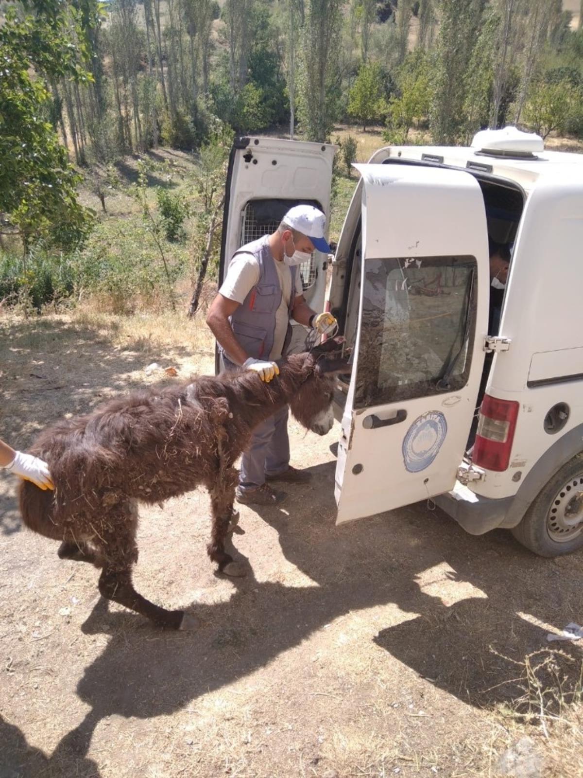 Yaralı eşek tedavi altına alındı