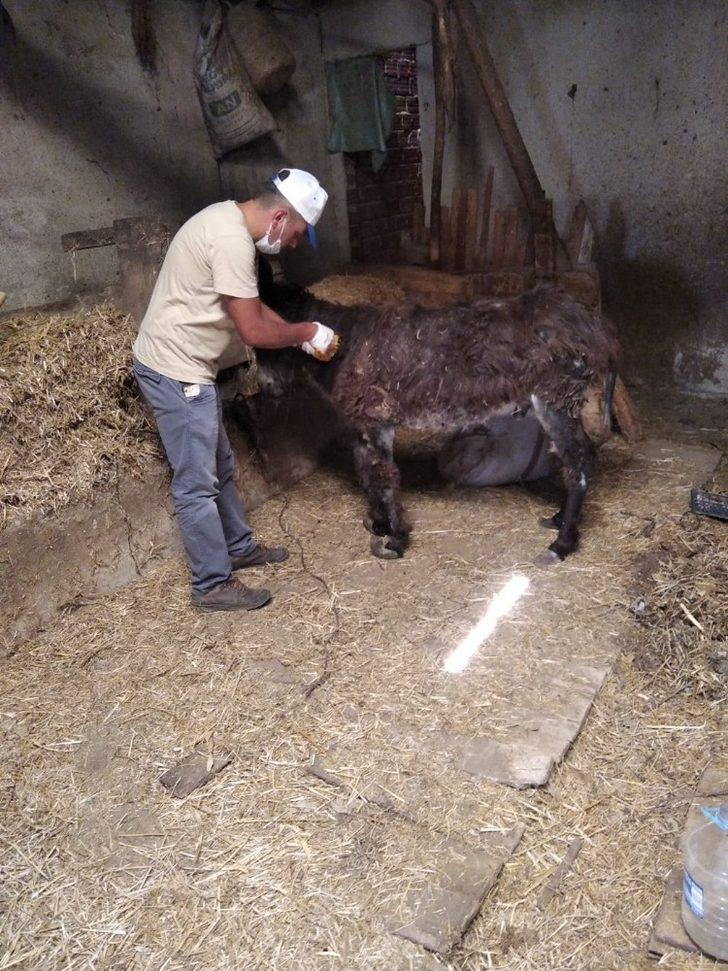 Yaralı eşek tedavi altına alındı G2