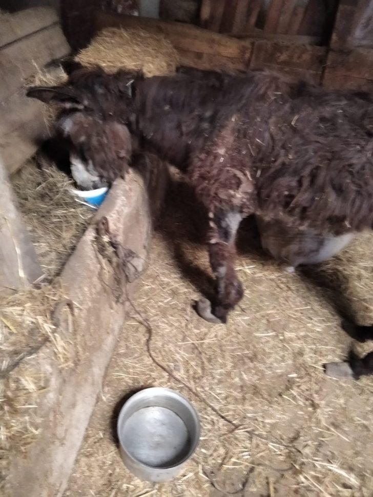 Yaralı eşek tedavi altına alındı G3