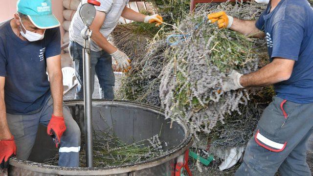 80 kilodan 7 kilo yağ çıkıyor! Lavanta yağının kilogramı 400 liradan satılıyor