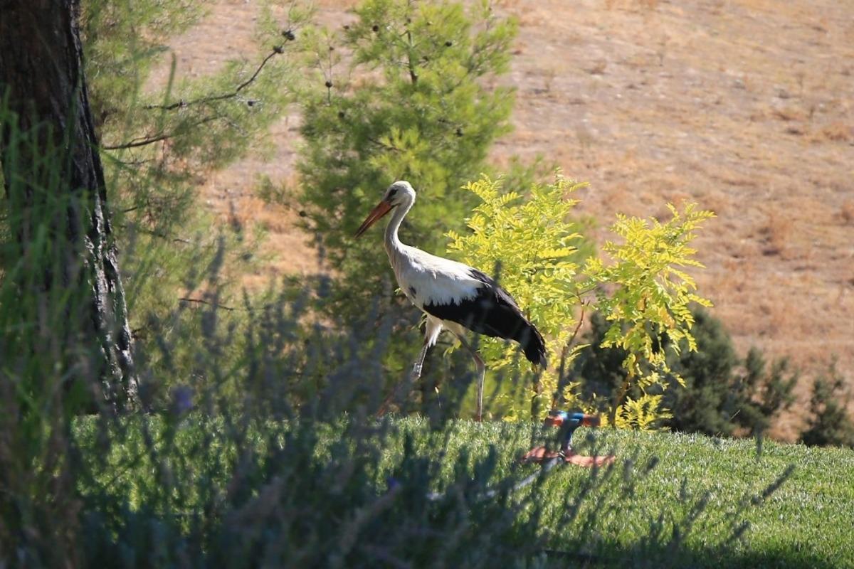 Leyleklerin dikkat &ccedil;eken vefası