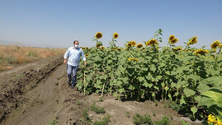 Muş’ta çerezlik ay çekirdeği ve dane mısır ekimi G2