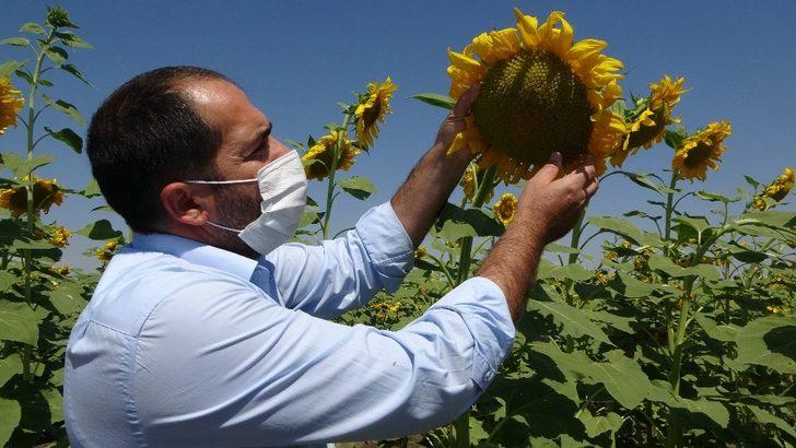 Muş’ta çerezlik ay çekirdeği ve dane mısır ekimi G3