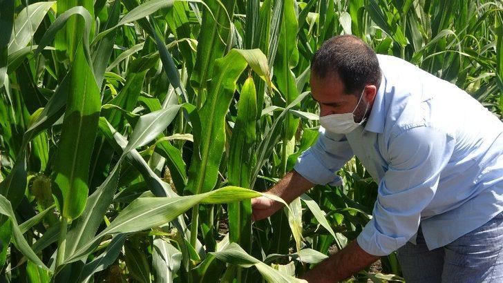 Muş’ta çerezlik ay çekirdeği ve dane mısır ekimi G4