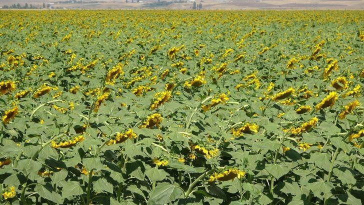 Muş’ta çerezlik ay çekirdeği ve dane mısır ekimi G5