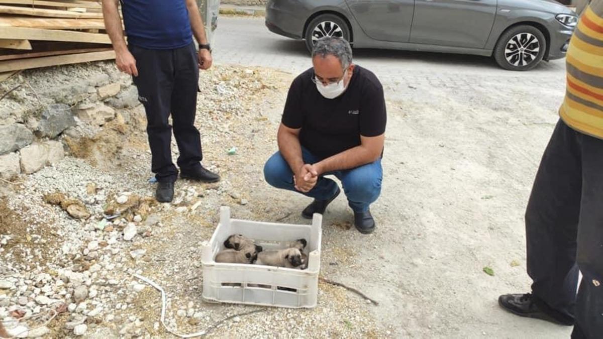 G&ouml;zleri a&ccedil;ılmamış yavru k&ouml;pekler, kasa ile &ouml;l&uuml;me terk edildi