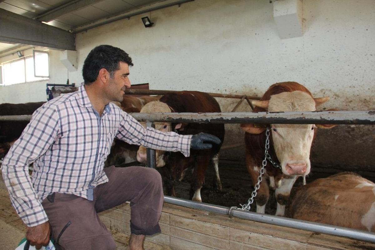 Muş&rsquo;ta TKDK destekleriyle hayvancılık gelişiyor
