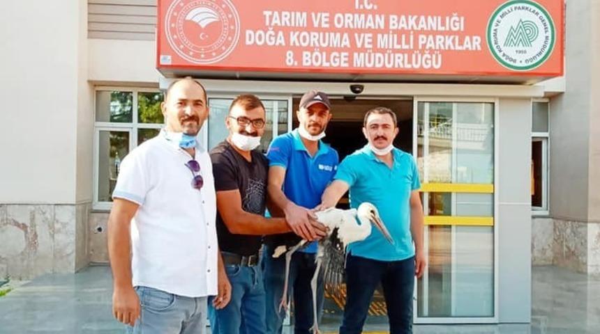 Yaralı leylek koruma altına alındı