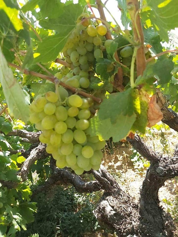 Üzümde 25 bin ton rekolte bekleniyor G2