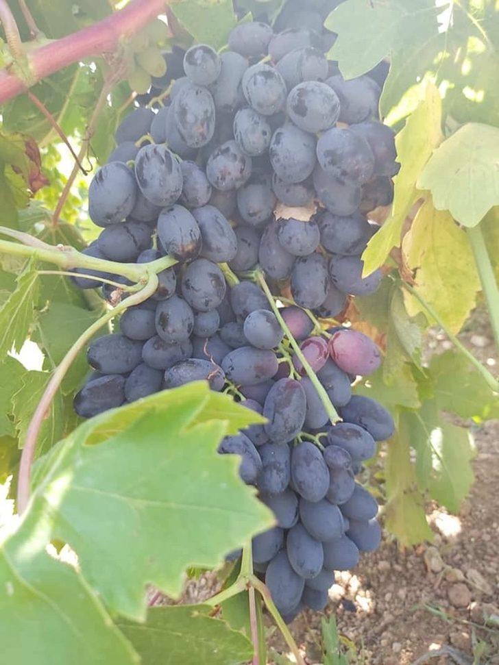 Üzümde 25 bin ton rekolte bekleniyor G4