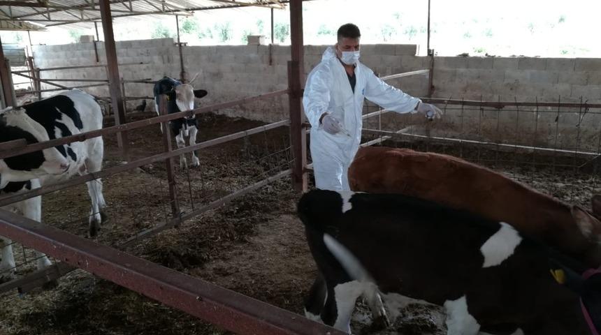 2020 yılı sonbahar şap aşılama kampanyası