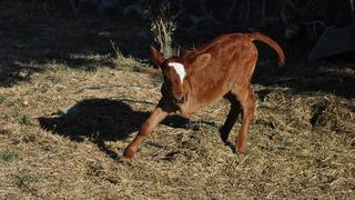 3 ayaklı doğan buzağıya İzmir'de protez bacak takılacak