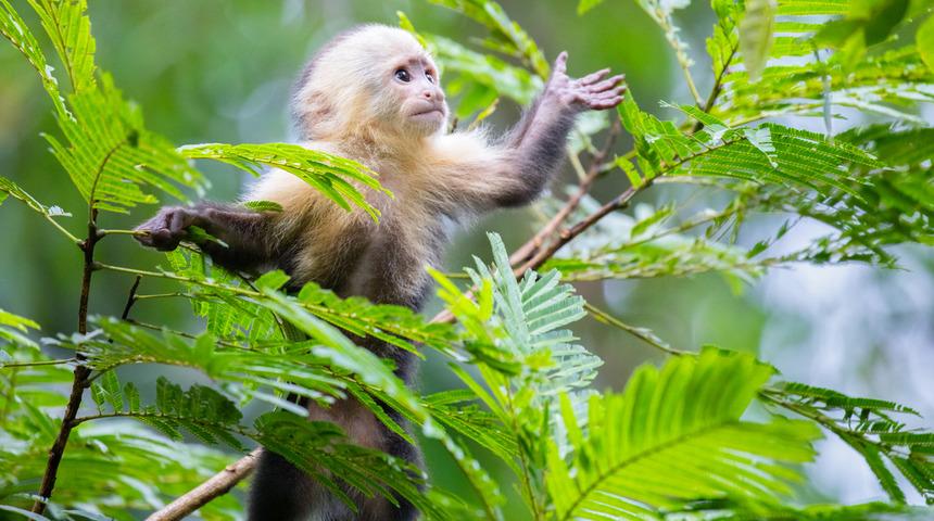 ABD'de maymun kıtlığı başladı: Aşı geliştiricileri denek bulamıyor