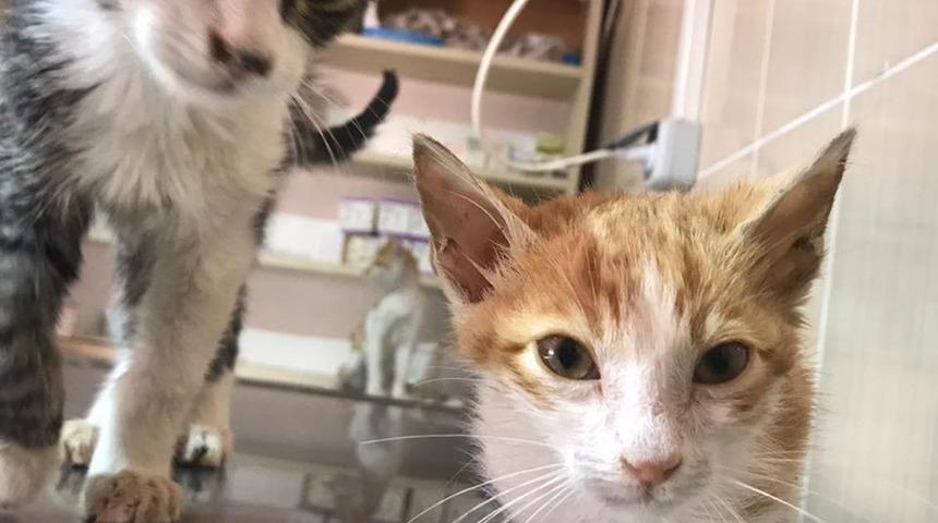 Fıtık teşhisi konulan kedi ameliyat edildi