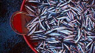 Sık sık g&ouml;r&uuml;lmeye başlandı! Hamsi yerken dikkat