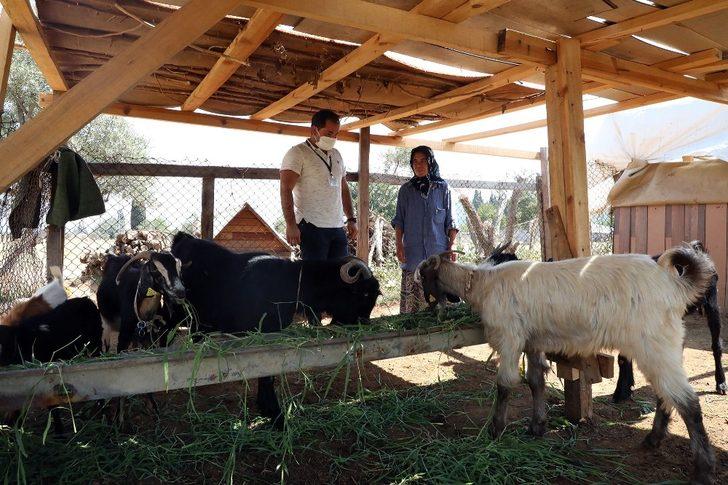 Belediye destekliyor, kıl keçisi üreten kadınların yüzü gülüyor G3