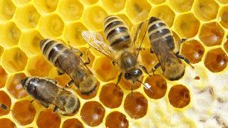 Bal arısı zehri mucizesi: Kanserli h&uuml;creleri yok etti!