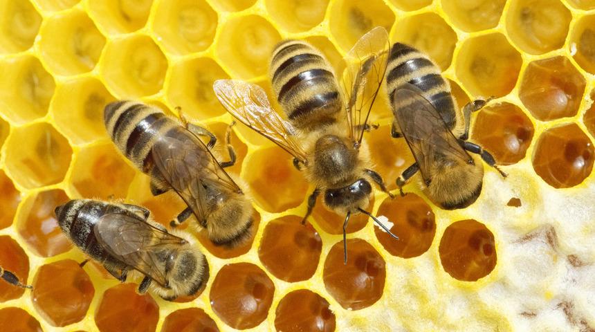 Meme kanserine karşı bal arısı zehri mucizesi: Kanserli h&uuml;creleri yok etti 