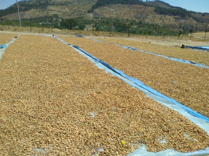 Selendi’de badem hasadı başladı G1