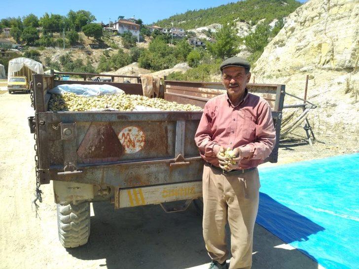 Selendi’de badem hasadı başladı G2